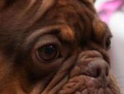 SuperTransporte investiga a Copetran por la muerte de la mascota Maxi
