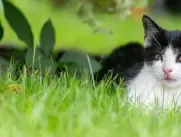 cat