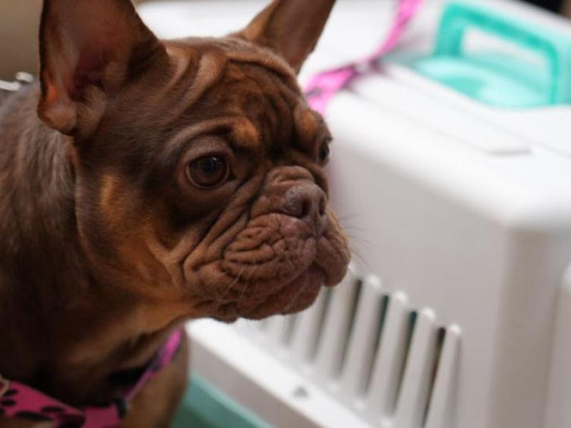 SuperTransporte investiga a Copetran por la muerte de la mascota Maxi